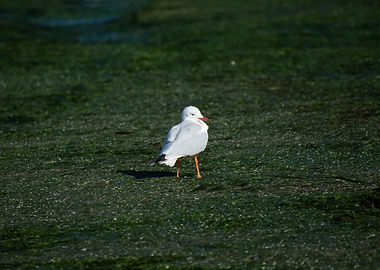 White little guy inpecting
