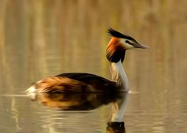 Grebe