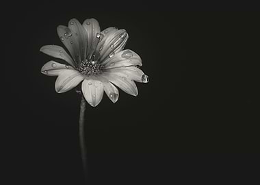 Yellow treasure flower