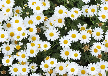 white daisy