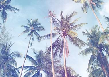 coconut tree at tropical