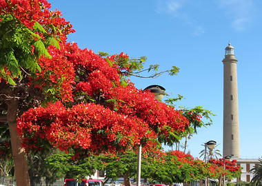 Gran Canaria Isle