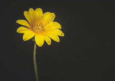 Yellow treasure flower