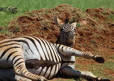 ZEBRA IN PRETORIA