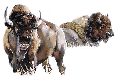 Bison
