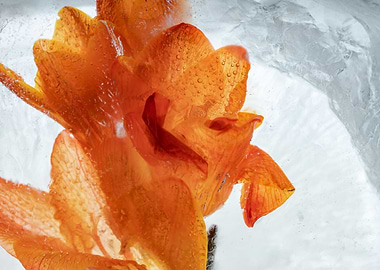 Orange freesia in ice