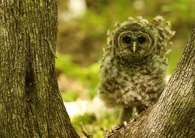 Baby barred owlet 2