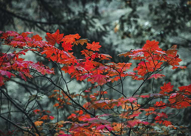 Autumn burns red