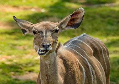hear ear mouth deer
