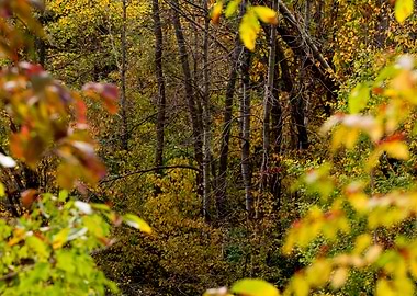 View into the forest
