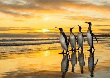 Pinguns at the beach