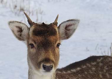 black ear deer