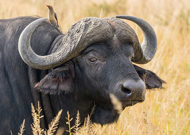 Buffalo Bull