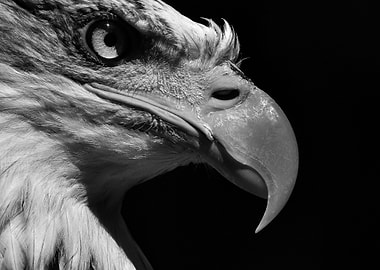 Eagle Head Wallpaper