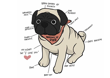 Anatomy of pug dog chart