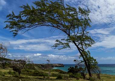 Windblown Casuarina