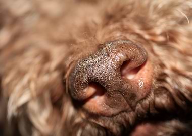 Dog nose lagotto romagnolo