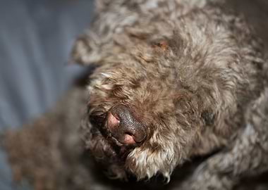 Dog nose lagotto romagnolo