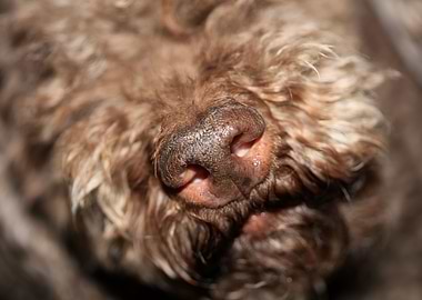 Dog nose lagotto romagnolo