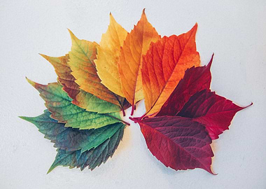 Seasonal leaf change