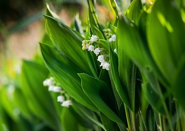 Tender white lilies