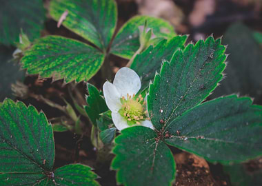 flower strowberry green