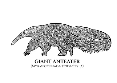 Giant Anteater with Names