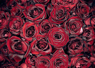 Red Roses