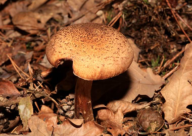 Winter mushrooms on nature