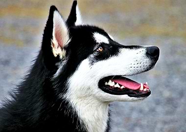 Gorgeous Husky