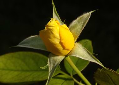 Yellow rose