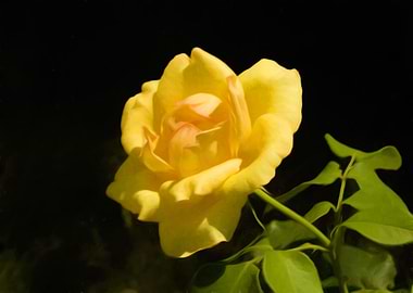 Yellow rose 2
