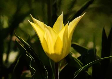 Yellow tulip