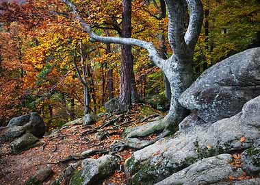 Autumn Mountain Forest
