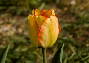 Yellow tulip 2