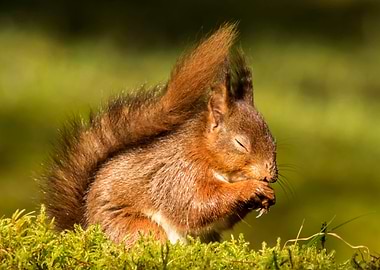 Red squirrel