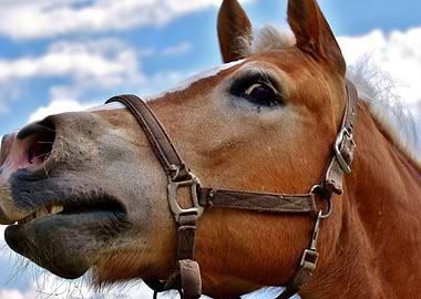 Funny Horse Face