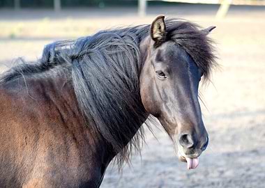 Cheeky Chestnut Horse