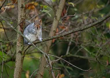 tree brown animal blue