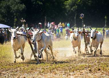 Ox Race in An Giang VN
