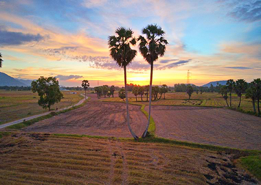 Sunset over palmary trees