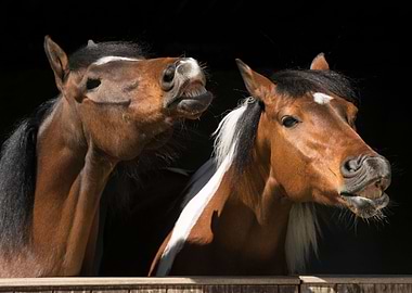 Two Horses Matching Pair