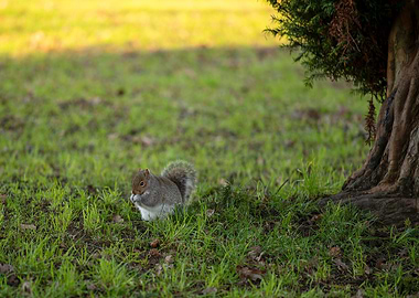 green animal floor eat
