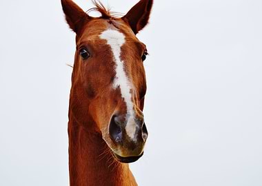 Funny Chestnut Horse