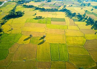 Ripen rice fields
