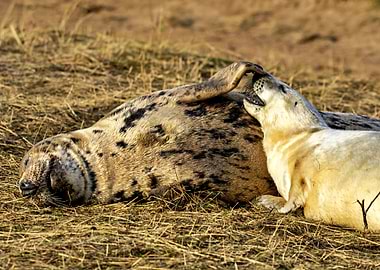 Two beautiful seals