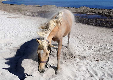 Horse On The Beach