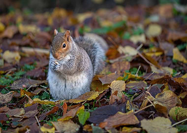 eat floor brown animal