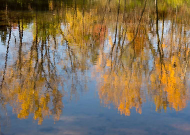 Orange tree reflection