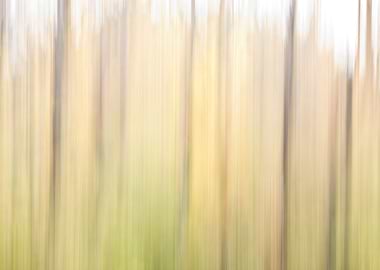 Dreamy walk in the woods